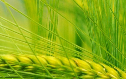 Масло от пшеничен зародиш (Triticum ssp) Масло от пшеничен зародиш (Triticum ssp)